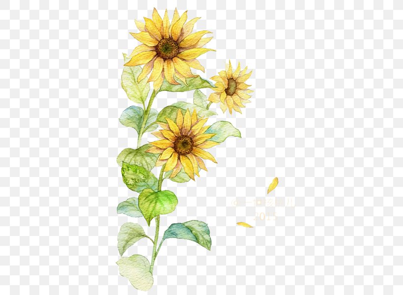 Common Sunflower, PNG, 600x600px, Common Sunflower, Chrysanths, Cut Flowers, Dahlia, Daisy Download Free