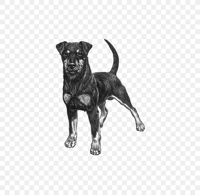 Dog Breed Jagdterrier Staffordshire Bull Terrier Hunting Dog, PNG, 800x800px, Dog Breed, American Kennel Club, Black And White, Breed, Breed Club Download Free