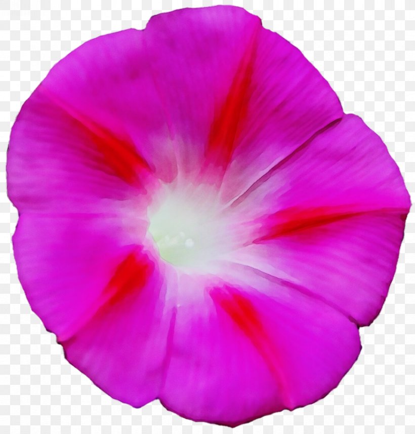 Petal Pink Flower Plant Morning Glory, PNG, 874x914px, Watercolor, Beach Moonflower, Flower, Magenta, Morning Glory Download Free