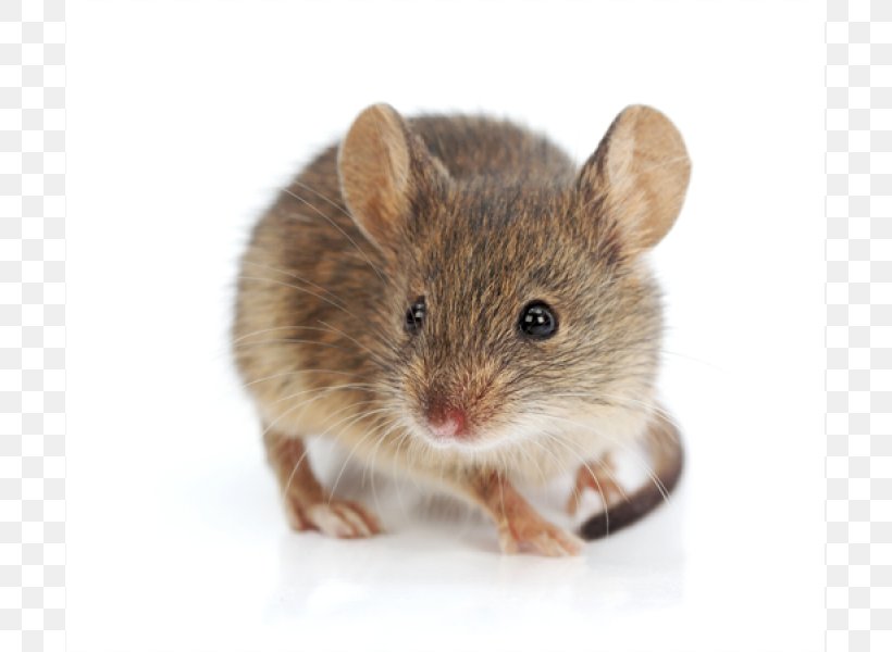 Rodent Brown Rat Fancy Mouse House Mouse Murids, PNG, 800x600px, Rodent, Black Rat, Brown Rat, Deer Mice, Dormouse Download Free