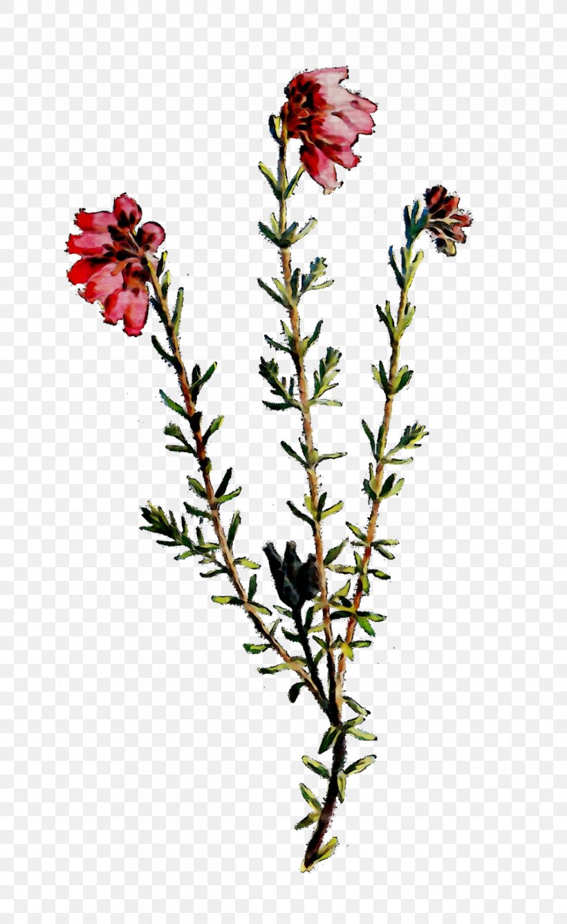 Rose Family Plant Stem Herbaceous Plant Cut Flowers, PNG, 1217x1983px, Rose Family, American Larch, Castilleja, Cut Flowers, Family M Invest Doo Download Free