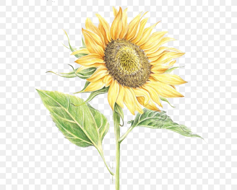 Common Sunflower Watercolor Painting, PNG, 652x659px, Common Sunflower, Art, Cartoon, Cut Flowers, Daisy Family Download Free