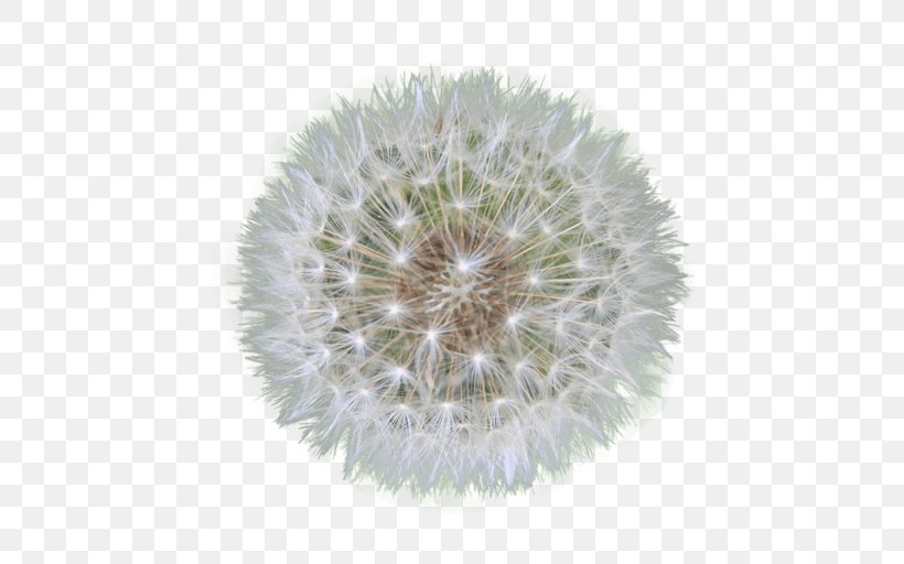 Dandelion Flower Clip Art, PNG, 512x512px, Dandelion, Flower, Image File Formats, Information, Plant Download Free