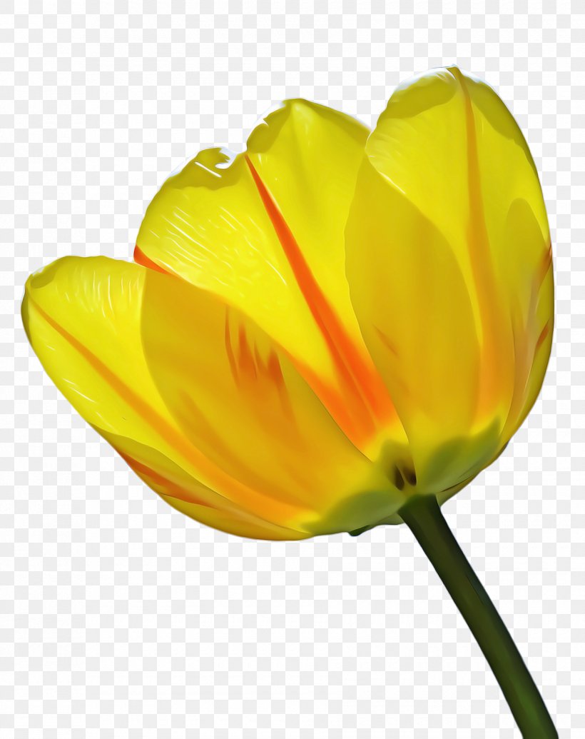 Drawing Of Family, PNG, 1780x2248px, Tulip, Blossom, Botany, Bud, Closeup Download Free