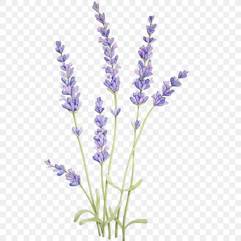 Lavender, PNG, 1024x1024px, Flower, English Lavender, Fernleaf Lavender, Flowering Plant, Hyssopus Download Free