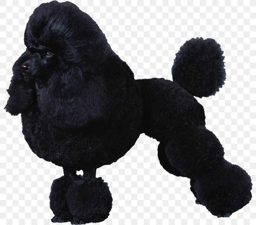 Poodle Paws2Clip Dog Grooming Labrador Retriever Bulldog Dog Breed, PNG, 800x720px, Poodle, Breed, Bulldog, Carnivoran, Cat Download Free