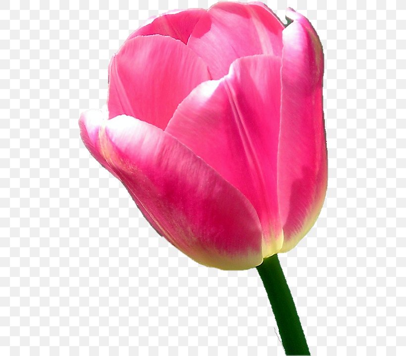 Tulip Cut Flowers, PNG, 506x720px, Tulip, Cut Flowers, Flower, Flowering Plant, Lily Family Download Free