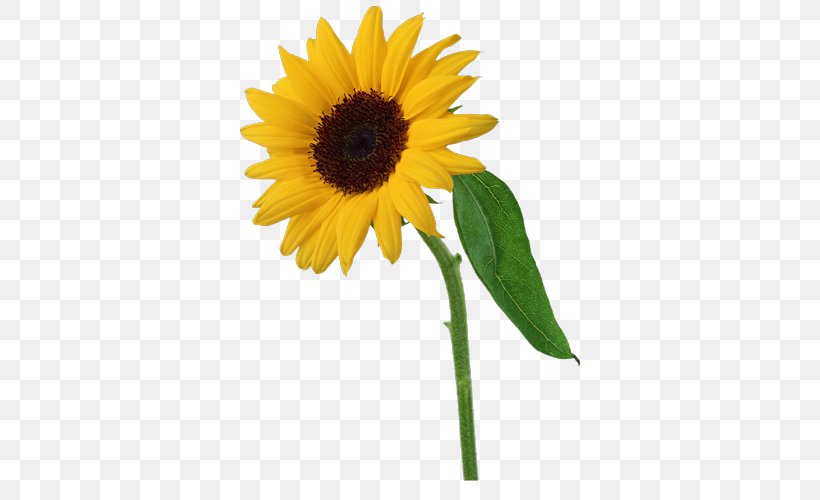 Common Sunflower Clip Art, PNG, 500x500px, Common Sunflower, Cut Flowers, Daisy Family, Data, Flower Download Free