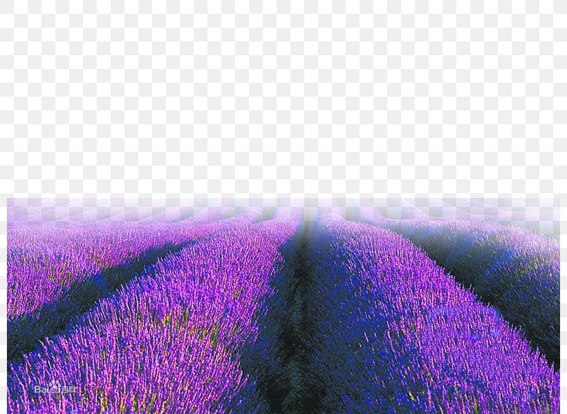 English Lavender Purple Sky Wallpaper, PNG, 800x600px, English Lavender, Computer, Field, Flower, Flowering Plant Download Free