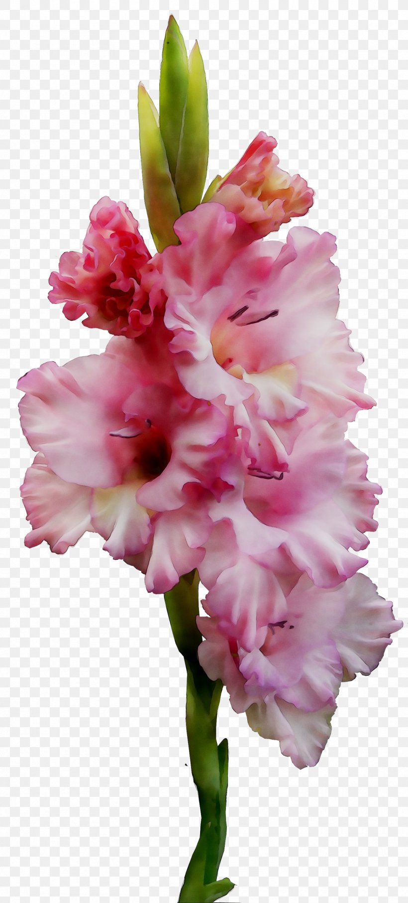 Gladiolus Cut Flowers Plant Stem Herbaceous Plant Pink M, PNG, 1815x4015px, Gladiolus, Cut Flowers, Family M Invest Doo, Flower, Flowering Plant Download Free