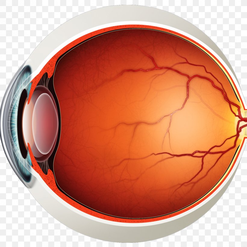 Human Eye Anatomy Macula Of Retina, PNG, 825x823px, Human Eye, Anatomy, Diagram, Extraocular Muscles, Eye Download Free