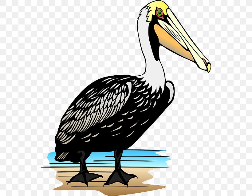 Pelican Clip Art, PNG, 555x640px, Pelican, Beak, Bird, Cartoon, Ducks Geese And Swans Download Free