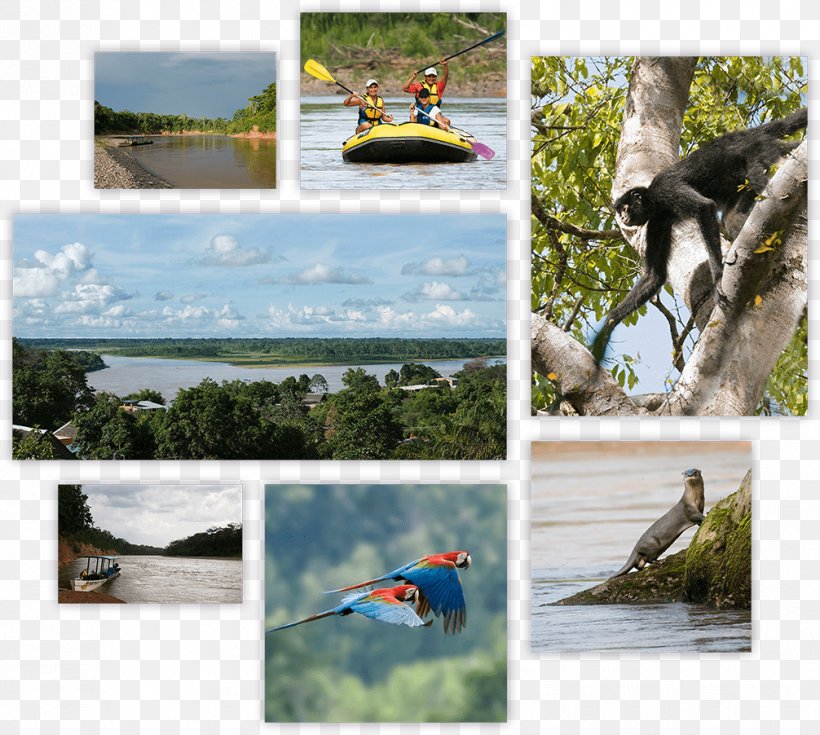 Chalalan Rurrenabaque Chalalán Lake Tuichi River Otuquis National Park And Integrated Management Natural Area, PNG, 1006x902px, National Park, Accommodation, Backpacker Hostel, Bayou, Boat Download Free