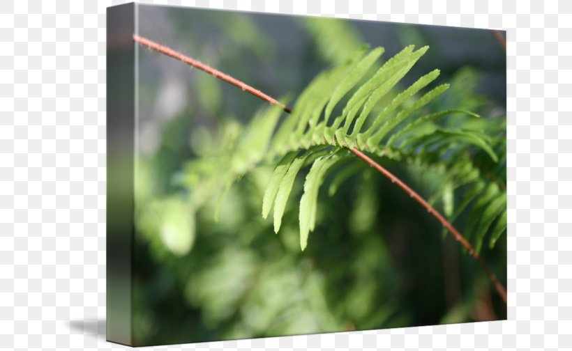 Fern Plant Stem Vegetation Leaf Tree, PNG, 650x504px, Fern, Family, Ferns And Horsetails, Grass, Grass Family Download Free