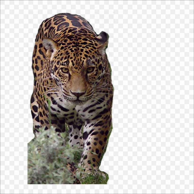 African Leopard Jaguar Cheetah Tiger, PNG, 1773x1773px, African Leopard, Animal, Big Cats, Carnivoran, Cat Like Mammal Download Free