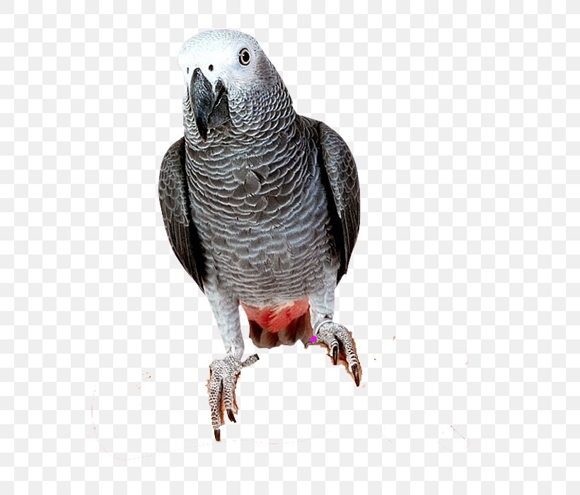 Bird Parrots Of New Guinea Grey Parrot, PNG, 650x700px, Bird, African Grey, Australian King Parrot, Beak, Common Pet Parakeet Download Free