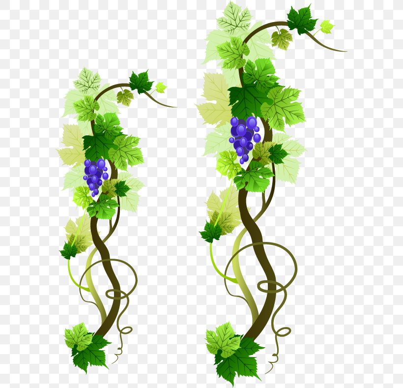 Common Grape Vine Wine Grape Leaves, PNG, 597x789px, Common Grape Vine, Branch, Cut Flowers, Flora, Floral Design Download Free