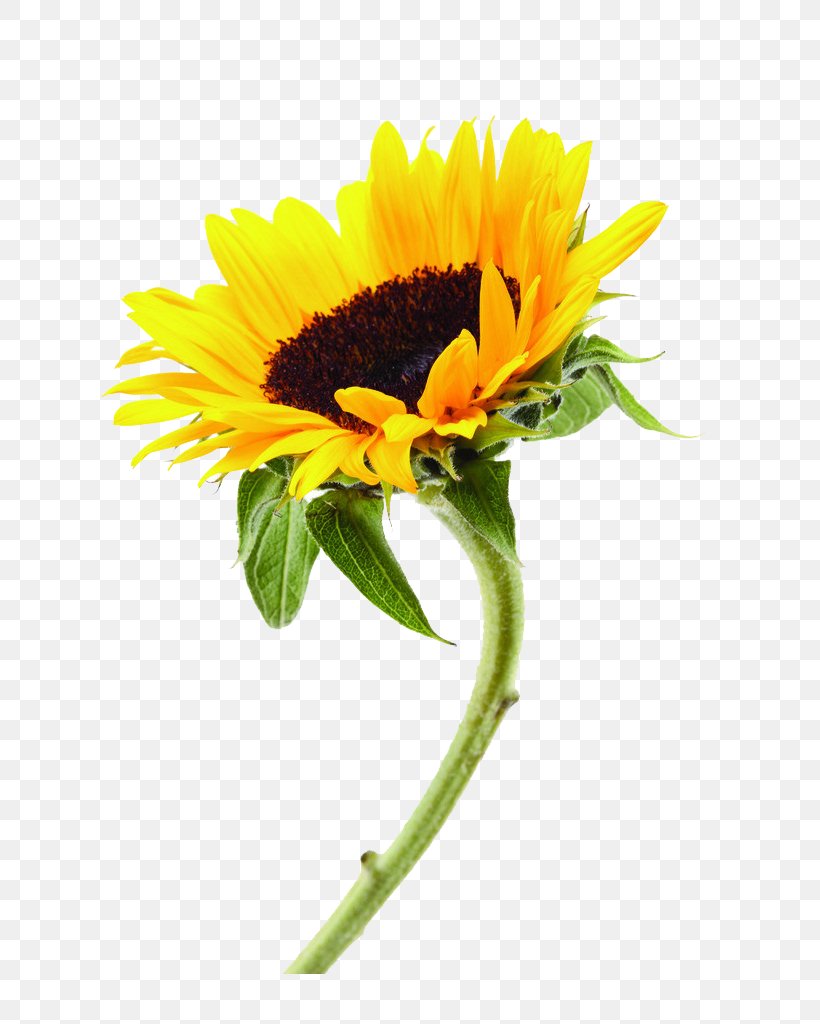 Common Sunflower Plant, PNG, 683x1024px, Common Sunflower, Cut Flowers, Daisy Family, Floral Design, Floristry Download Free