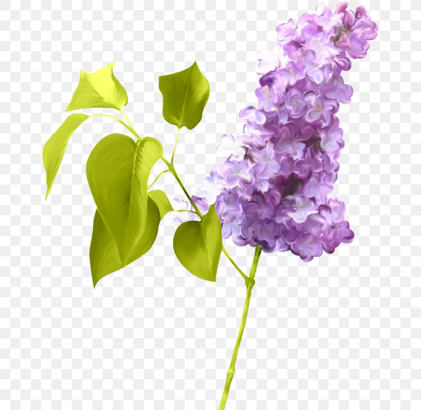 Lilac Photography Clip Art, PNG, 655x800px, Lilac, Branch, Cut Flowers, Digital Image, Drawing Download Free