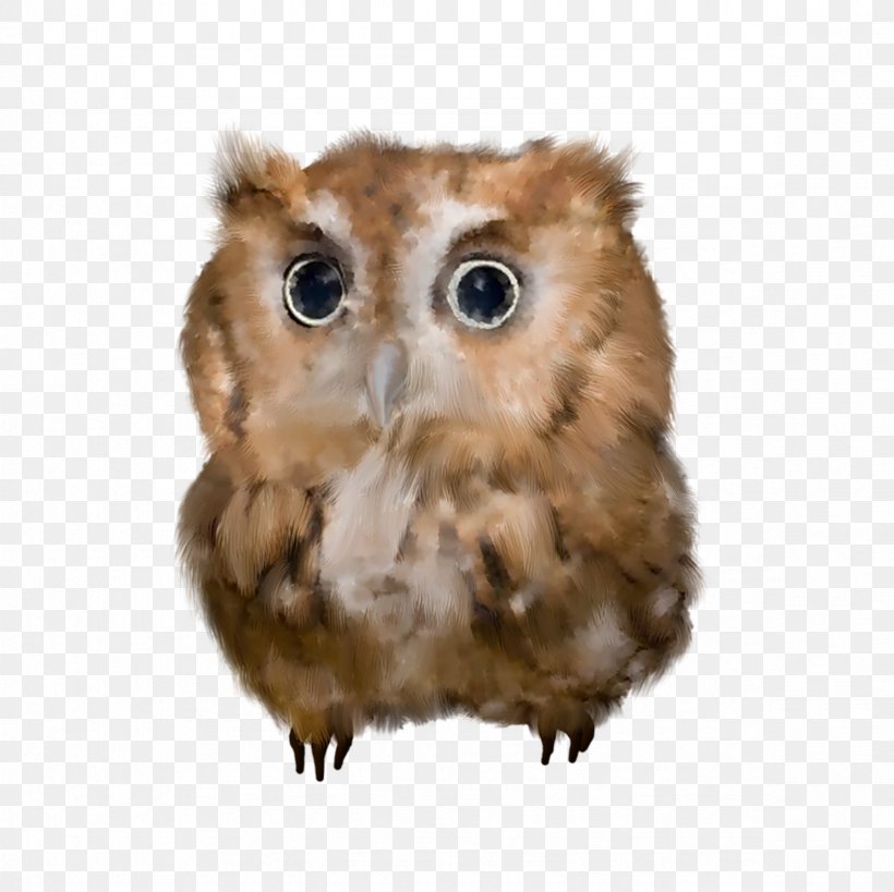 Owl Bird Clip Art, PNG, 2362x2362px, Owl, Albom, Beak, Bird, Bird Of Prey Download Free