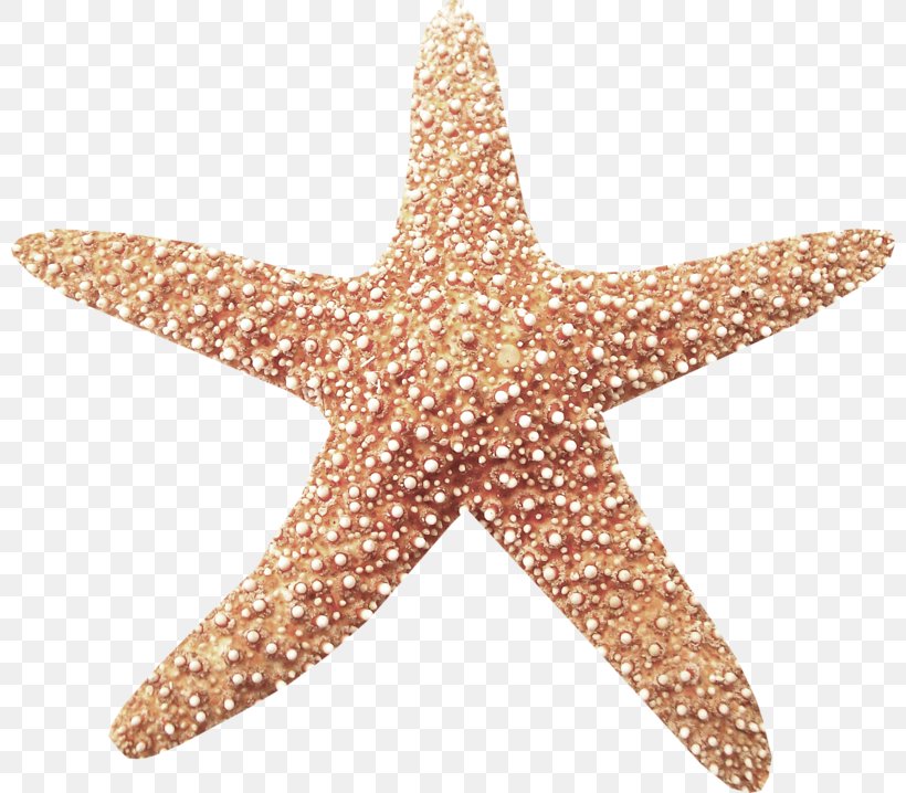 Starfish Clip Art, PNG, 800x718px, Starfish, Beach, Echinoderm, Google Images, Invertebrate Download Free
