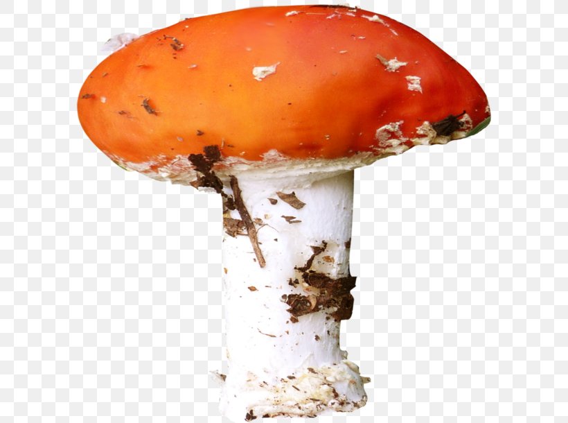 Fungus Mushroom Agaric Clip Art, PNG, 600x610px, Fungus, Agaric, Common Mushroom, Computer Animation, Digital Image Download Free
