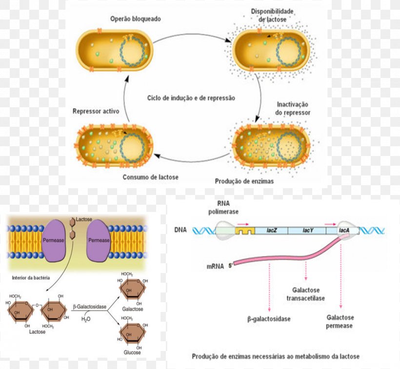 Lac Operon Clip Art, PNG, 1131x1045px, Lac Operon, Area, Diagram, Operon, Organism Download Free