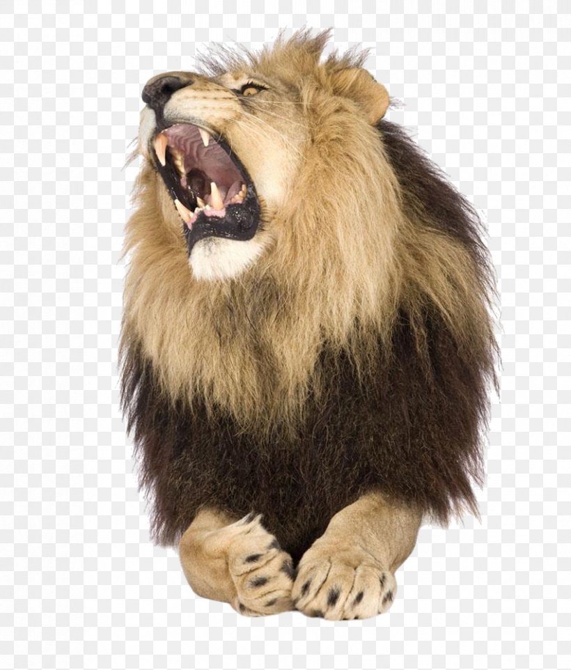 Lion Roar Stock Photography Shutterstock, PNG, 852x1000px, Lion, Big Cats, Business, Carnivoran, Cat Like Mammal Download Free