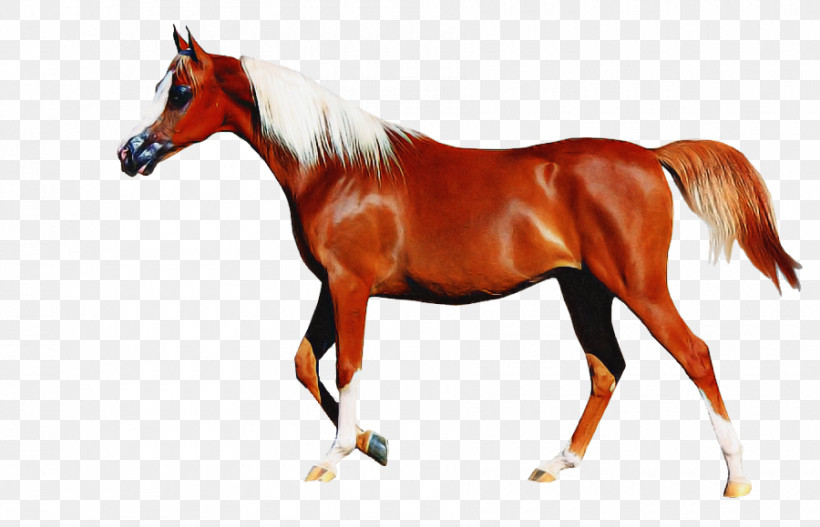 Stallion Foal Mare Gypsy Horse Kentucky, PNG, 900x579px, Stallion, American Quarter Horse, Black Horse, Breyer, Breyer Vicki Wilsons Kentucky Download Free