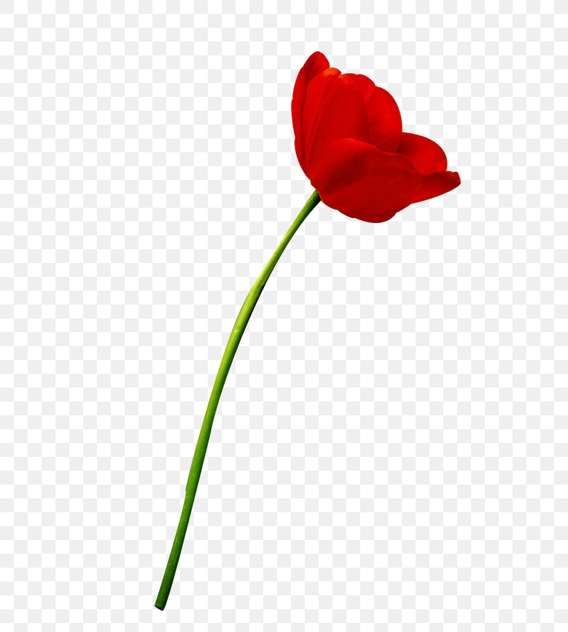 Tulip SHANGTASIA Luxury Art Room Flower, PNG, 592x913px, Tulip, Blume, Clipping Path, Coquelicot, Cut Flowers Download Free