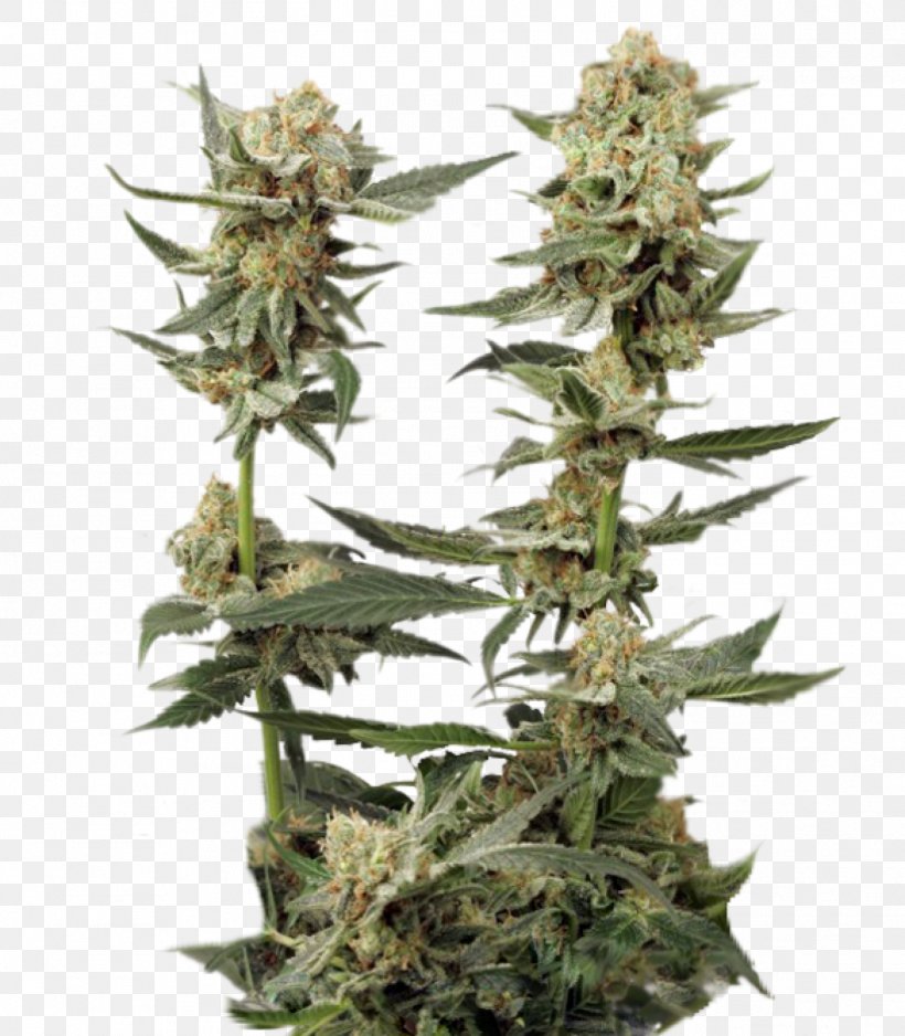 Marijuana Northern Lights Autoflowering Cannabis Seed, PNG, 1398x1600px, Marijuana, Autoflowering Cannabis, Cannabis, Cultivar, Haze Download Free