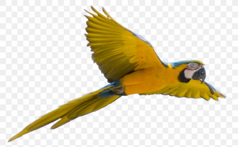 Parrot Bird Flight, PNG, 1146x708px, Parrot, Beak, Bird, Color, Common Pet Parakeet Download Free