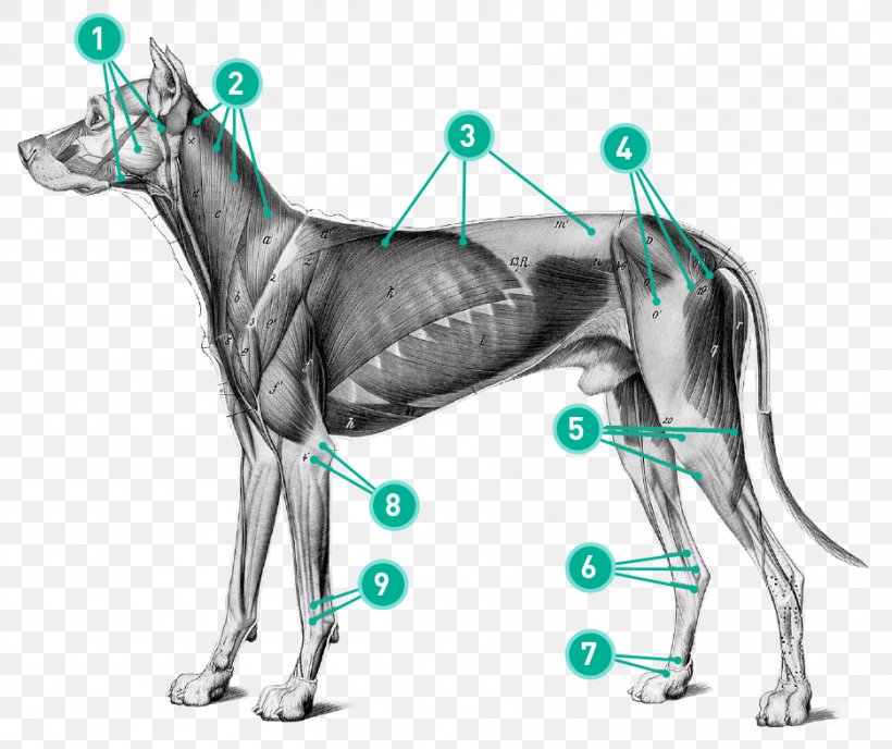 Dog Anatomy Art Anatomia Animal, PNG, 935x785px, Watercolor, Cartoon, Flower, Frame, Heart Download Free