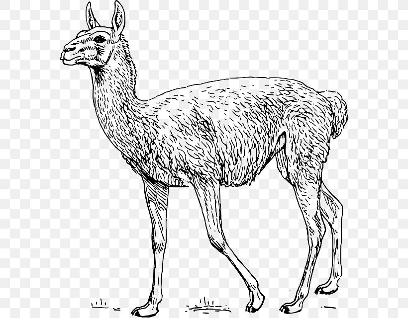 Guanaco Llama Alpaca Clip Art, PNG, 580x640px, Guanaco, Alpaca, Animal Figure, Black And White, Camel Like Mammal Download Free