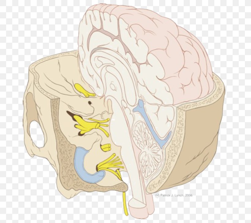 Brainstem Cranial Nerves Base Of Skull, PNG, 681x730px, Watercolor, Cartoon, Flower, Frame, Heart Download Free
