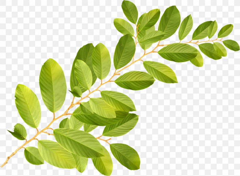 Branch Leaf Clip Art, PNG, 1024x753px, Branch, Botany, Digital Image, Editing, Flower Download Free