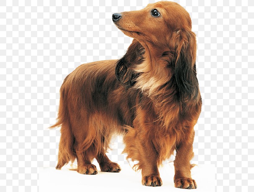 Dachshund Dog Breed Bloodhound Basset Hound Sussex Spaniel, PNG, 568x620px, Dachshund, Basset Hound, Bloodhound, Breed, Carnivoran Download Free