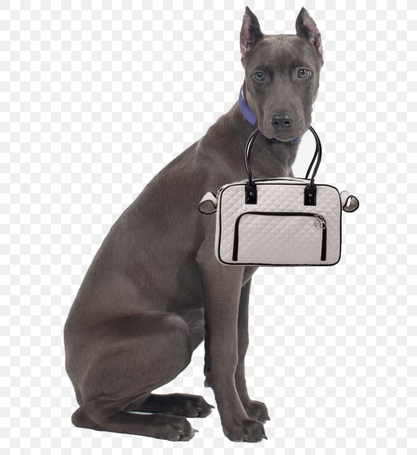 Dog Breed Labrador Retriever Puppy German Shepherd New York City, PNG, 600x894px, Dog Breed, Animal, Breed, Dog, Dog Collar Download Free