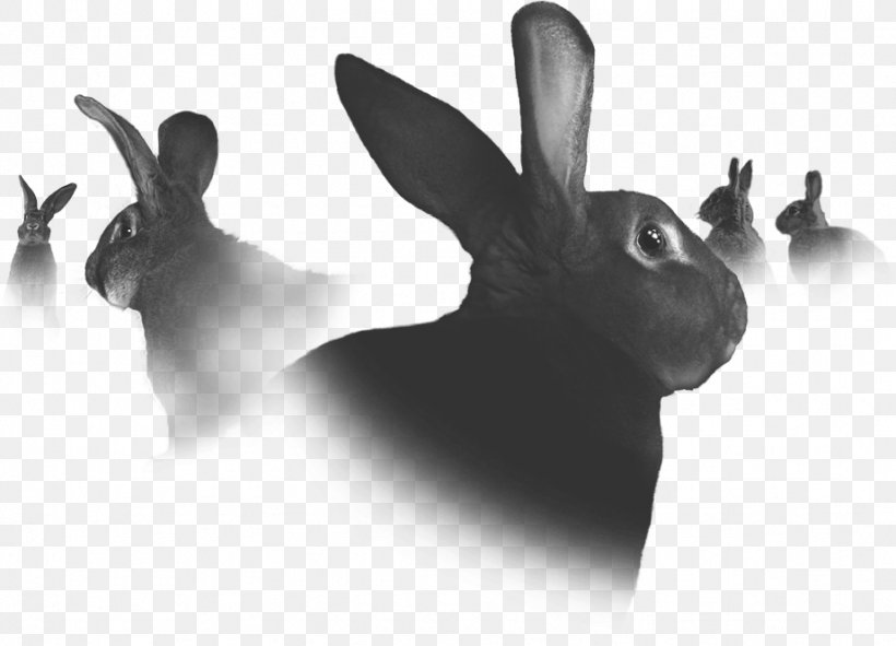 Domestic Rabbit Hare, PNG, 921x664px, Domestic Rabbit, Black And White, Hare, Mammal, Monochrome Download Free