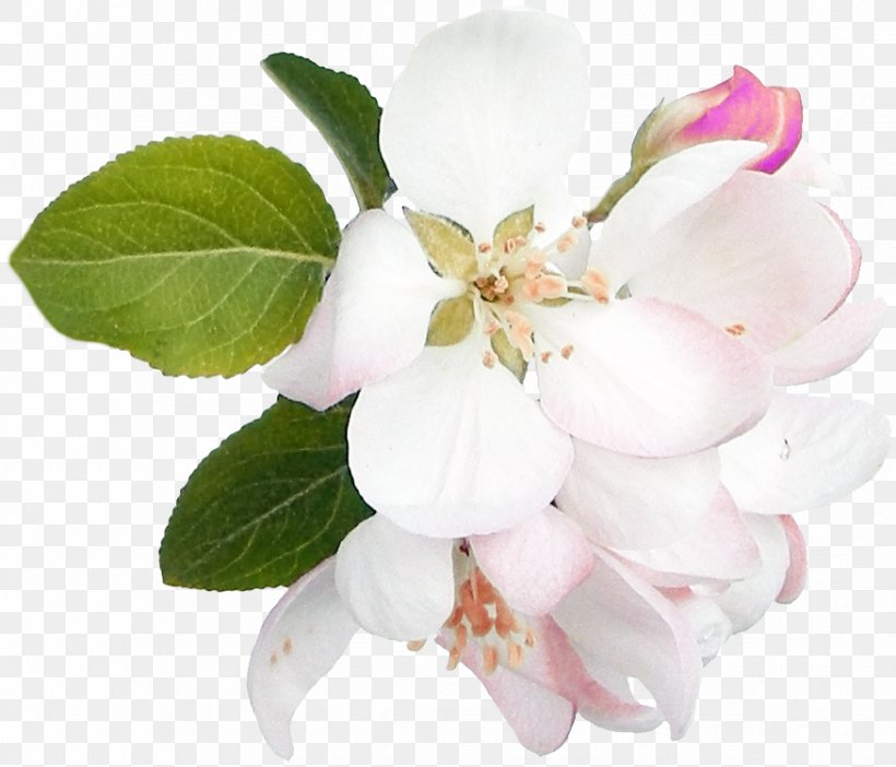 Flower Digital Image Clip Art, PNG, 875x750px, Flower, Blossom, Branch, Cerasus, Digital Image Download Free