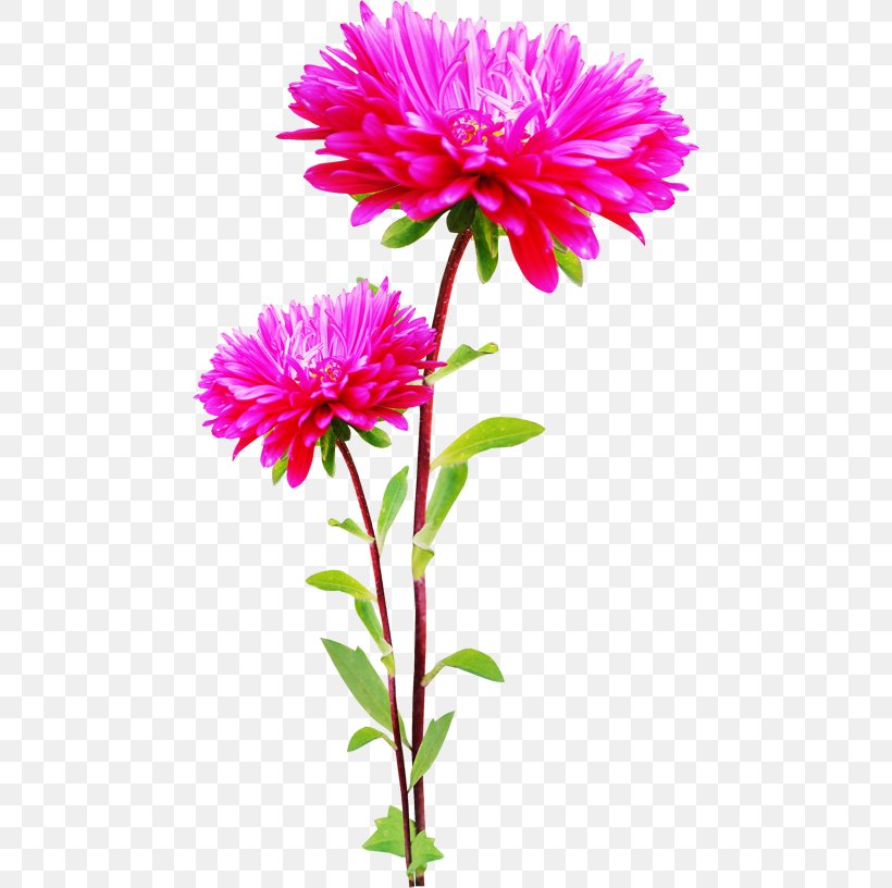 Flower Information Digital Image Clip Art, PNG, 466x816px, Flower, Annual Plant, Aster, Chrysanths, Cut Flowers Download Free