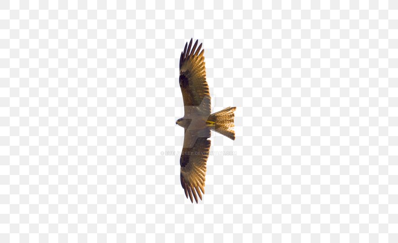 Flying Eagles, PNG, 600x500px, Bird, Accipitriformes, Animal, Beak, Bird Of Prey Download Free