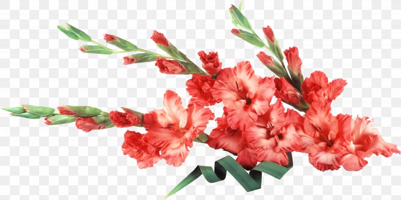 Gladiolus Cut Flowers Desktop Wallpaper, PNG, 2873x1439px, Gladiolus, Branch, Bulb, Canna, Cut Flowers Download Free