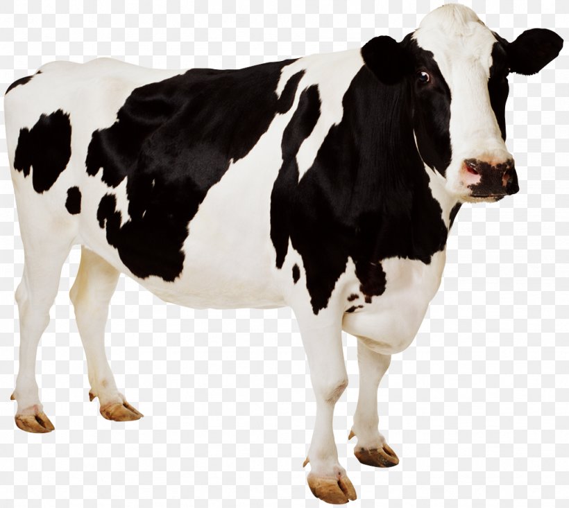 Holstein Friesian Cattle Guernsey Cattle Clip Art, PNG, 1024x916px, Holstein Friesian Cattle, Cattle, Cattle Like Mammal, Cow Goat Family, Dairy Download Free