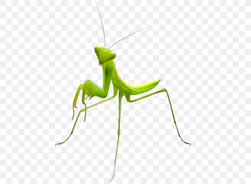 Mantis Insect Vlucht, PNG, 464x600px, Mantis, Arthropod, Cricket, Cricket Like Insect, Disease Download Free