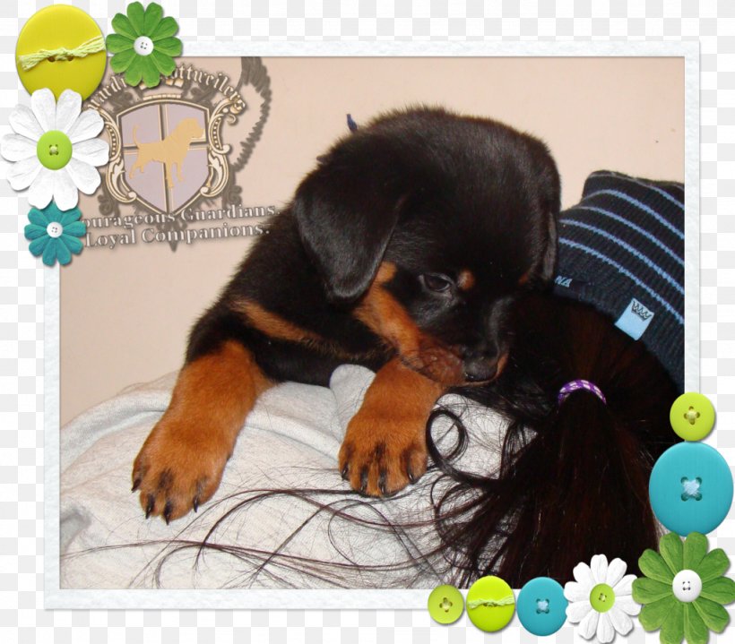 Rottweiler Puppy Dog Breed Snout, PNG, 1024x899px, Rottweiler, Breed, Carnivoran, Dog, Dog Breed Download Free