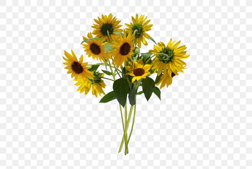 Common Sunflower Flower Bouquet Cut Flowers Floral Design, PNG, 480x550px, Common Sunflower, Bts, Cut Flowers, Daisy Family, Floral Design Download Free