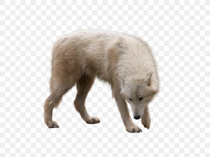 Dog Arctic Wolf Arctic Fox, PNG, 2272x1704px, Dog, Arctic, Arctic Fox, Arctic Wolf, Canidae Download Free