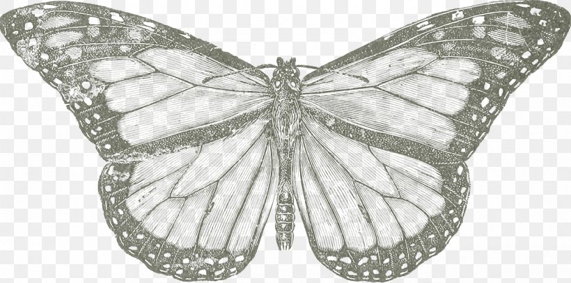 Monarch Butterfly Conservation Drawing Natural Environment, PNG, 1187x590px, Monarch Butterfly, Black And White, Brush Footed Butterfly, Brushfooted Butterflies, Butterflies And Moths Download Free