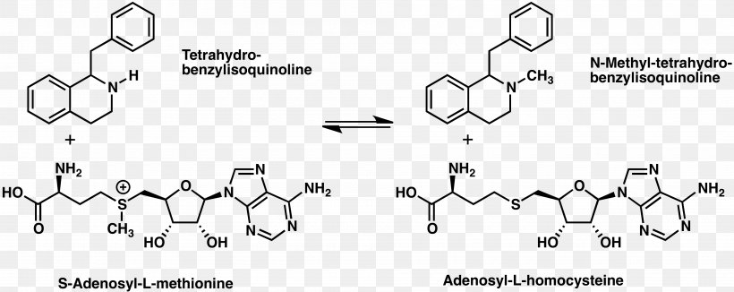 (RS)-1-benzyl-1,2,3,4-tetrahydroisoquinoline N-methyltransferase Alkaloid, PNG, 3800x1514px, Alkaloid, Auto Part, Benzoyl Group, Benzyl Group, Biosynthesis Download Free